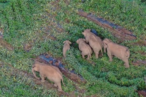 China S Migrating Elephant Herd Travels Further South Cn