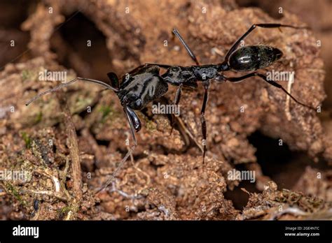 Adult Trap Jaw Ant Of The Genus Odontomachus Stock Photo Alamy