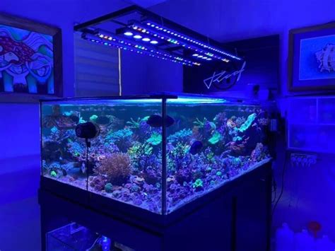 Or Led Bar Reef Aquarium Photo Gallery Orphek Reef Aquarium Led Lighting