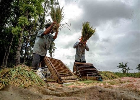 15 Alat Pertanian Tradisional And Modern Beserta Fungsinya Salamadian