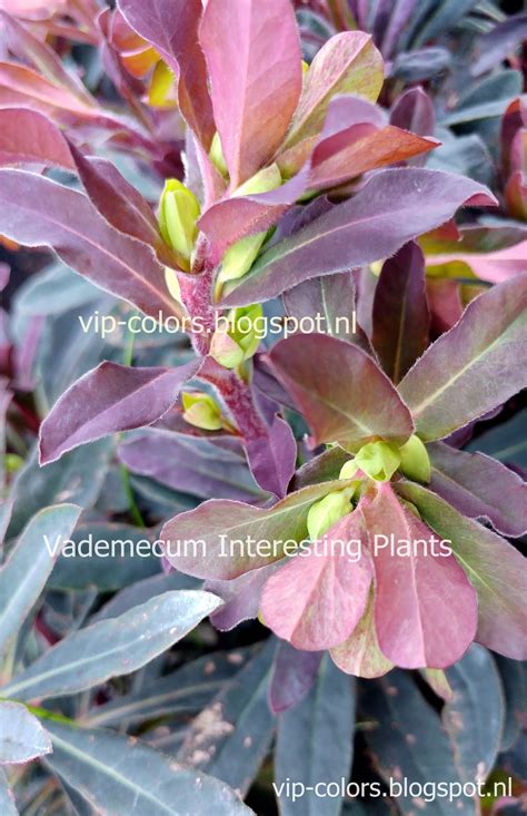 Vademecum Interesting Plants Euphorbia Amygdaloides Wilczomlecz