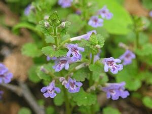 Creeping Charlie - Weed Control - Spring Touch Lawn Care