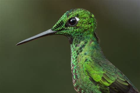 Hummingbirds of Costa Rica | 鳥