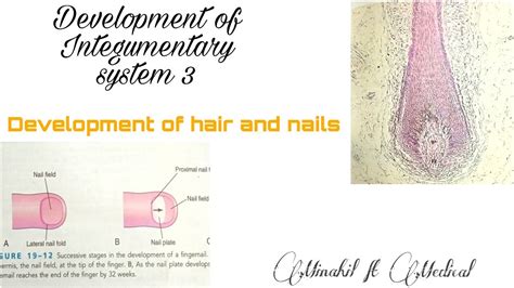 Development Of Integumentary System Embryology Part 3 Development