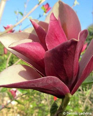 Magnolia Burgundy Spire Pink Flowering Shrub