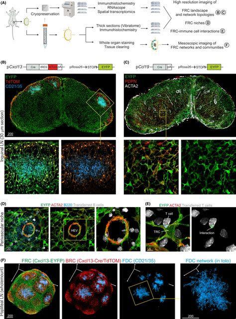 Multiscale Imaging Analyses Of Fibroblastic Reticular Cells Frcs In