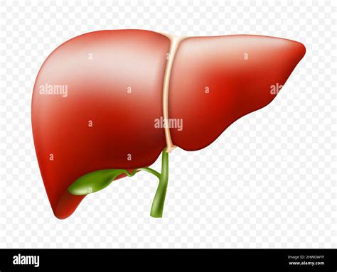 Estructura anatómica del hígado realista Órgano del sistema hepático