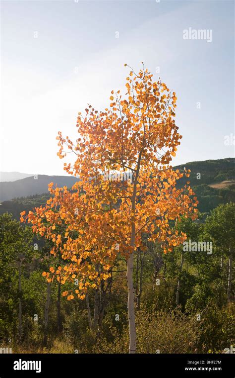 Autumn colors, Avon Colorado Stock Photo - Alamy