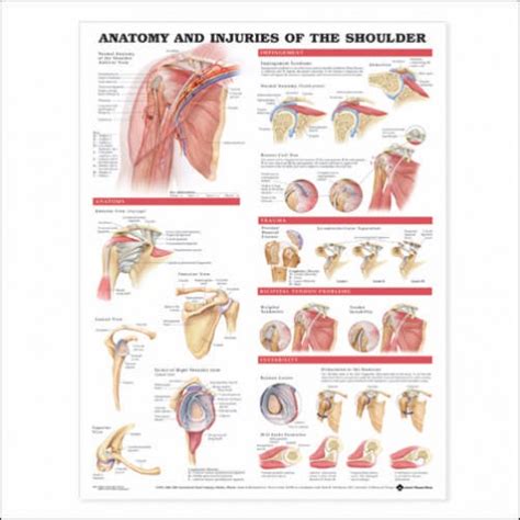 muscles of the shoulder joint - ModernHeal.com