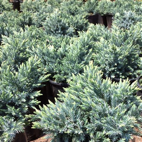 Juniperus Squamata ‘blue Star Multiplants