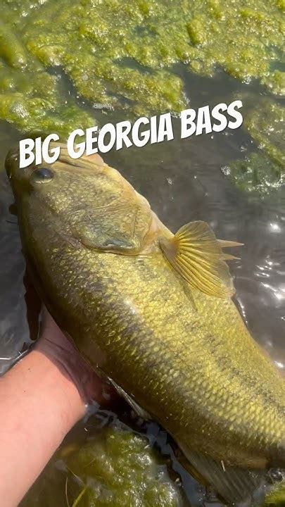 Largemouth Bass Release Georgia Bassfishing Fish Catchandrelease