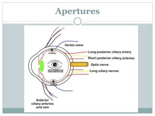 Anatomy of Sclera | PPT | Free Download