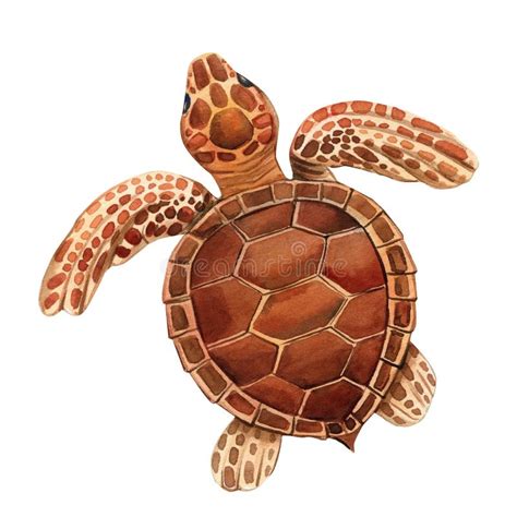 Sea Turtle Shell Drawing