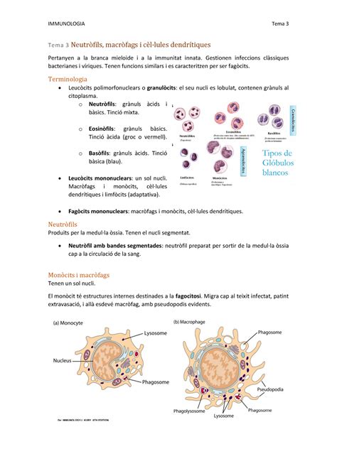 Tema 3 Neutròfils macròfags i cèl lules dendrítiques IMMUNOLOGIA