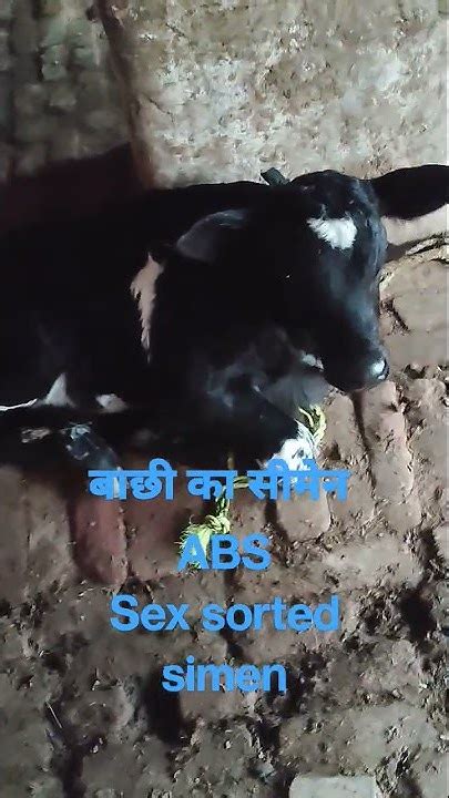 Only Female Calf बाछी का सीमेन Sex Sorted Simen Short Shorts