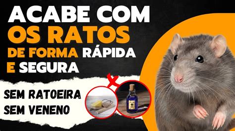 Acabe a Infestação de Ratos na sua Casa de forma Rápida e Segura