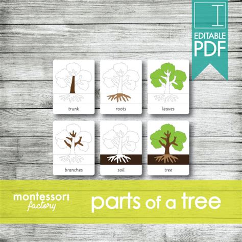 Parts Of A Tree Montessori Cards Flash Cards Three Part Cards