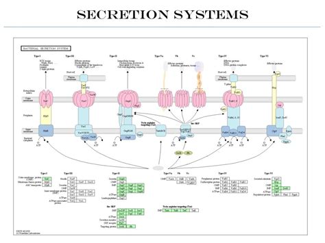 PPT Comparative Genomics Preliminary Results PowerPoint Presentation