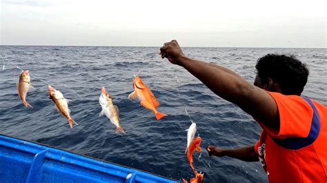 Catching Rosy Snapper Grouper Fish And Flame Snapper Fish In The Deep