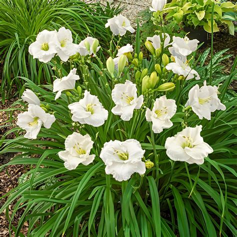 White Daylily A Beautiful And Easy To Grow Flower