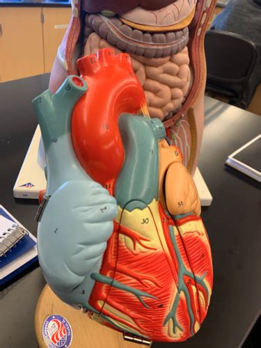 Heart Anatomy Lab Flashcards Quizlet