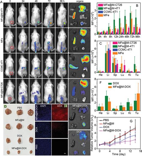 A In Vivo Fluorescence Images Of 4T1tumorbearing Mice And Ex Vivo