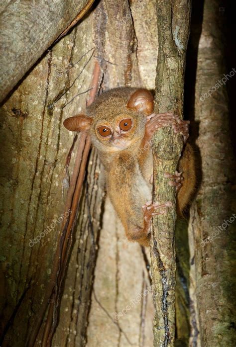 Tarsier Espectral Muy Raro Y End Mico Espectro De Tarsius Parque