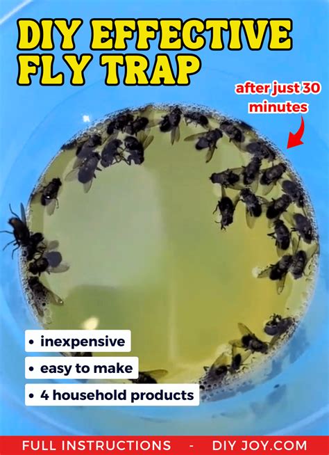 DIY Effective Fly Trap