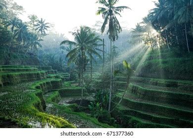 Ubud Rice Terraces Stock Photo 671377360 | Shutterstock