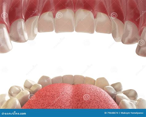 Teeth Or Dentures Open Human Mouth Upper And Lower Jaw Stock