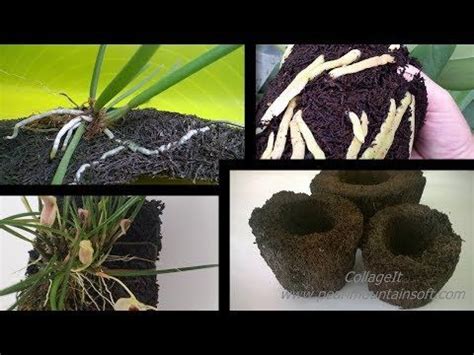 Tree Fern Products/Триферн для орхидей: блоки, кашпо, субстраты. # ...