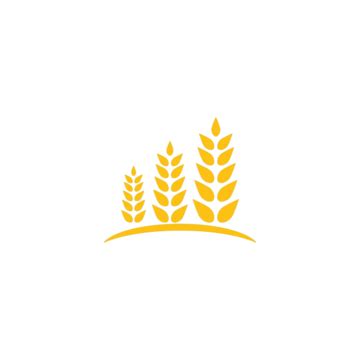 Wheat Logo Template Vector Symbol Illustration Barley Vector Vector