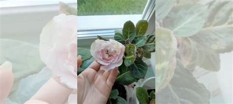 Глоксиния купить в Ярославле | Товары для дома и дачи | Авито