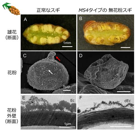 プレスリリース 無花粉スギの原因遺伝子を新たに特定 －花粉症対策を加速－