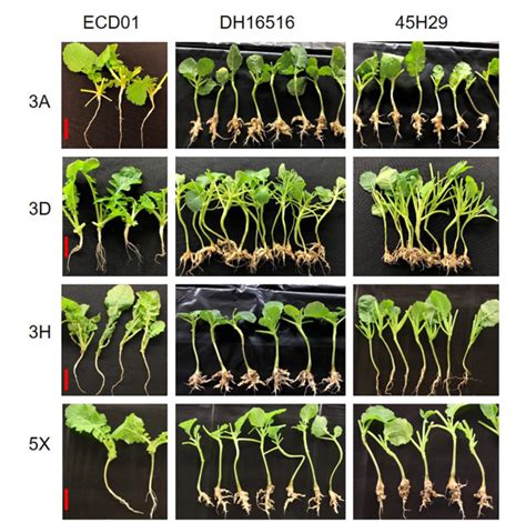 Figure From Identification Of Two Major Qtls In Brassica Napus Lines