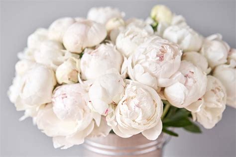 13 Of The Best White Peony Varieties To Grow At Home Gardeners Path