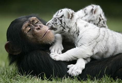 Chimp, White Tiger Become Best Friends (PHOTOS) | HuffPost