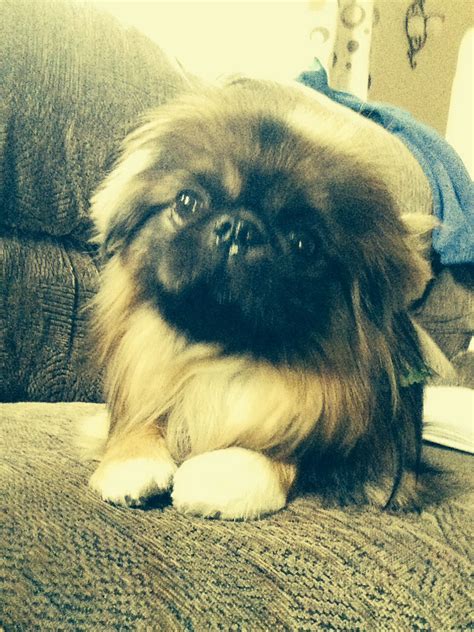 Pekingnese Love Pekingese Puppies Puppies Dog Cat