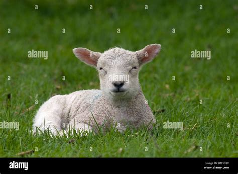 Cute White Baby Lamb Sitting In Field Stock Photo Alamy