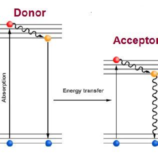 Jablonski energy level diagram showing fluorescence and phosphorescence ...