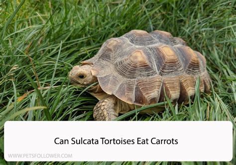 Can Sulcata Tortoises Eat Carrots A Comprehensive Guide