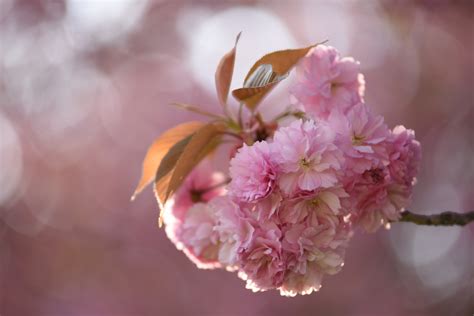 Pink Flowers In Macro Photography · Free Stock Photo