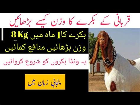 Enterotoxemia Treatment in Goa Bakra Farming in Pakistan - YouTube