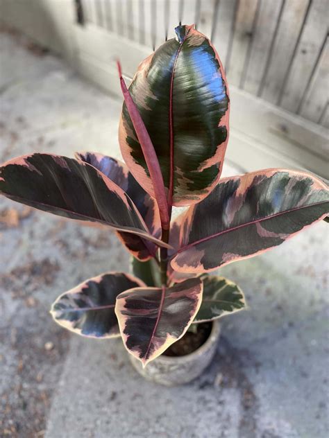 Ficus elastica Belize (Fikus sprężysty) - Jungle Boogie
