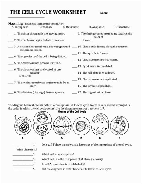 Cell Growth Division And Reproduction Worksheet Divisonworksheets