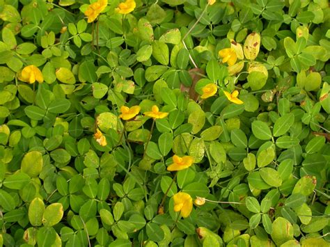 Arachis Duranensis Picturethis