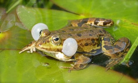 Frosch | MAKROTREFF