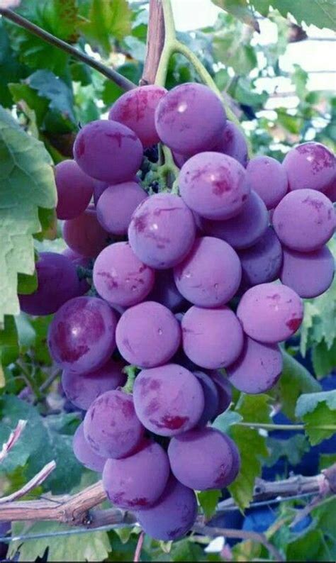 Виноградик | Uvas, Cultivo de árboles frutales, Arbol de frutas