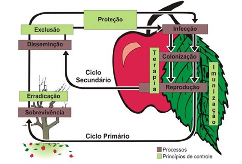 Processos Das Relações Patógeno Hospedeiro Onde Atuam Os Princí Pios De Download Scientific