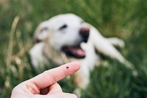 Borreliose Beim Hund Go4vet